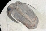 Zlichovaspis Trilobite - Great Eye Facets and Shell #75468-5